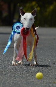 Standard Bullterrier,bullterier,bulterier - 2