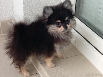 Pomeranian Mini Boo - Black And Tan Fenečka - 2