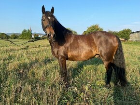 PRODÁM VALACHA WELSH COB 13.LET - 2