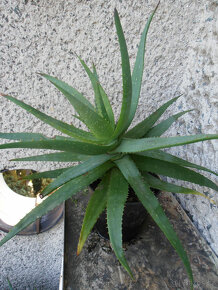 ALOE LÉKAŘSKÁ - 2