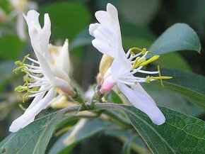 lonicera bílá japonská, pnoucí dřevina, sazenice - 2