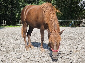 Klisna Welsh pony - 2