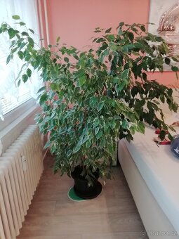 Ficus Benjamin - 2