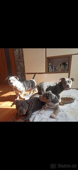 American bully pocket - 2