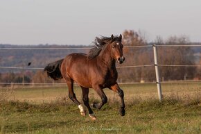 Hřebeček Welsh cob - 2