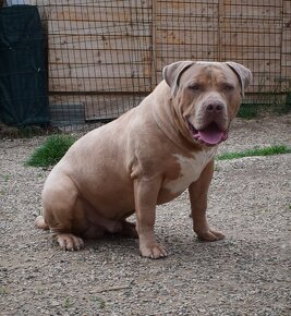 American bully xl-xxl (ABKC)-kryti - 2