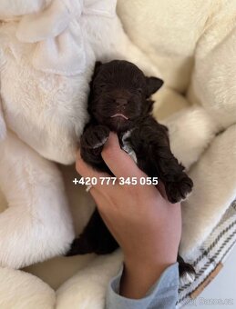 Maltipoo Chocolate, 2,5 měsíce fenka girl - 2