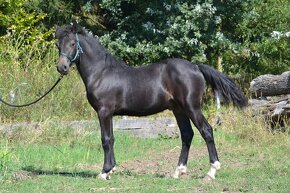 Welsh cob - 2