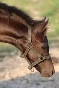 TOP klisnička welsh pony - 2