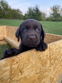 ŠTĚŇÁTKA HNĚDÉHO LABRADORA S PP - 2