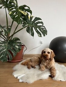 Krytí Cockapoo/Cockadoodle - 2