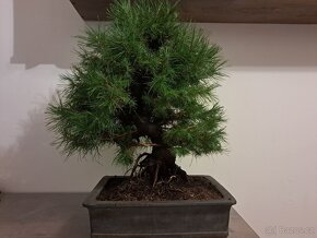 Bonsai Borovice - 2