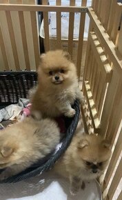 POMERANIAN Boo - 2