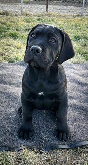 Cane corso šteniatka s rodokmeňom - 2