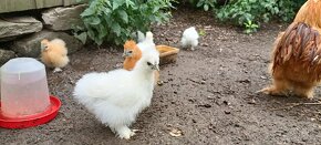 Hedvábnička kuřata - 2
