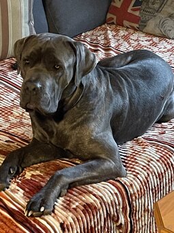 Cane Corso - 2