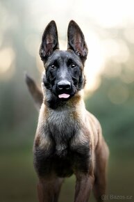 Belgický ovčák malinois s PP - 2