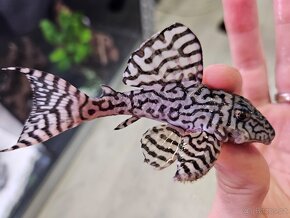 Pleco, Hypancistrus, Ancistrus long fin, sumce - 2