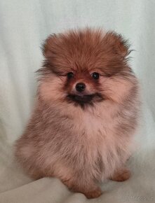 POMERANIAN - 2