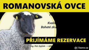 Plemenné jehnice a berani - romanovská ovce - 2