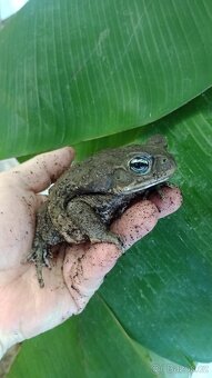 Ropucha obrovská (Rhinella marina) - 2