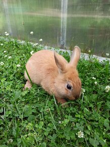 Zakrslý králíček sameček - 2
