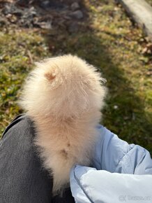 Štěně pomeranian - 2