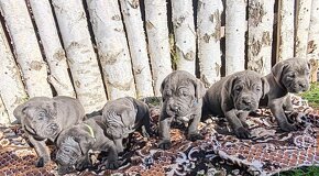 cane corso šteniatka - 2