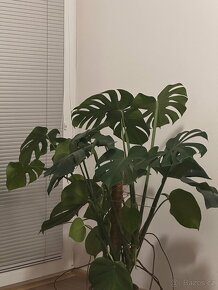 Monstera rostlina 110 cm + substrát - 2