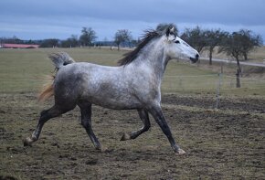 Lusitano - 2