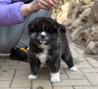 Akita Inu s PP - fenky - 2