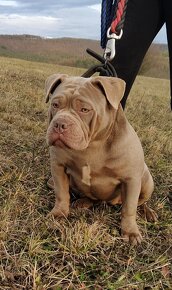 Štěňata American Bully Pocket Exotic -Top linie - 2