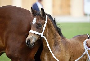 WELSH COB HŘEBEČEK na prodej - 2