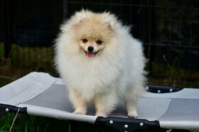 Pomeranian - 2