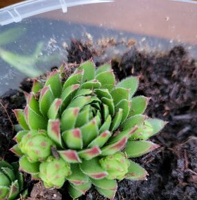 Sempervivum globiferum - 2