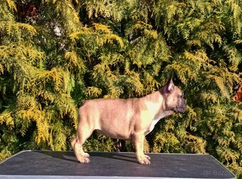 Francouzsky buldoček s PP/French bulldog - 2