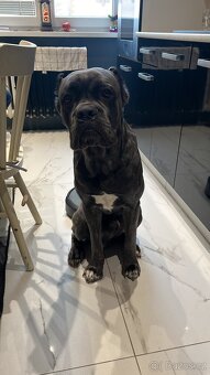 Cane corso - 2