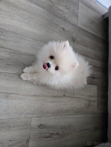 Prodáme Štěňátko Pomeranian - 2