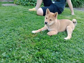 Shiba Inu štěňata ihned k odběru - 2