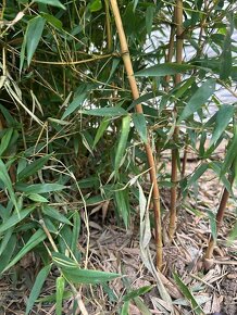 Bambus - Phyllostachys aureosulcata Aureocaulis - 2