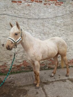 Prodej palomino klisny QH 2 roky - 2