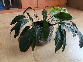 Spatyfilum (Spathiphyllum) - 2