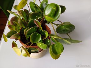 KRÁSNÁ PILEA, husté listy - 2