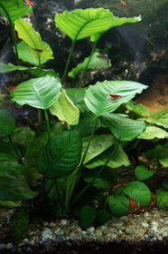 Akvarijní rostlinky - Cryptocoryne, Microsorium, Anubias - 2