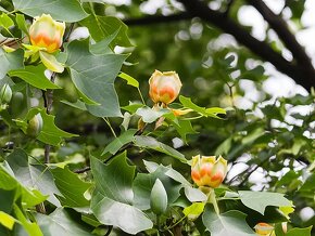 Vzácný zámecký strom LILIOVNÍK TULIPÁNOKVĚTÝ - 2