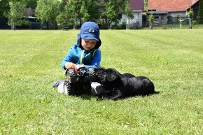 Cane Corso štěňátka  s PP - 2