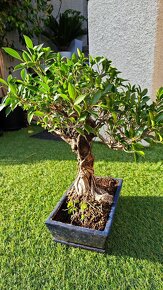 Bonsai Ficus retusa, stáří 25 let - 2