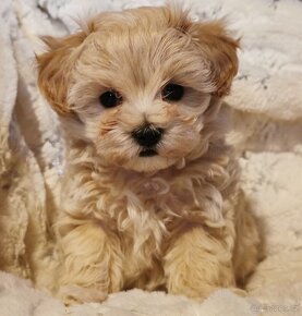 Maltipoo - 2