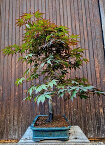 Bonsai, Bonsaj - Acer Palmatum 2 - 2