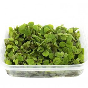 Akvarijni rostlinky - Salvinia natans (plovouci) - 2